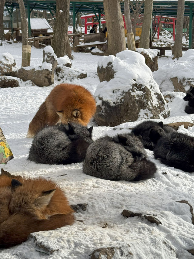 Feeling Foxy at Zao Fox Village
