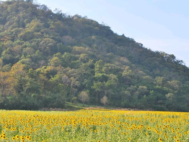พิหัดถ่ายรูป กับ ทุ่งทานตะวัน ไร่คุณปู่ ลพบุรี
