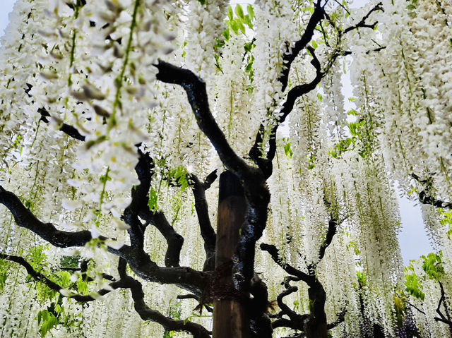 🇯🇵 東京近郊紫藤花💜