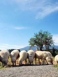 🐑 ม่อนแกะ เขาค้อ 🐏🐑🐑