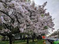 南半球的櫻花大道 紐西蘭-基督城 Hagley Park South
