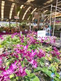 AIRORCHIDS SUPERMARKET