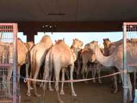 A visit to camel market in Al-Ain, Abu Dhabi