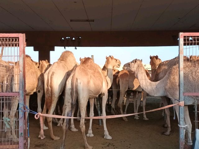 A visit to camel market in Al-Ain, Abu Dhabi