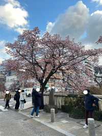 ซากุระ 2025 ที่ Atami Shizuoka 🌸