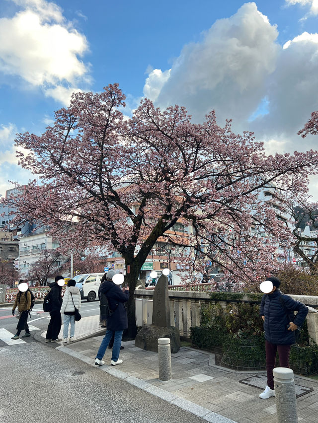 ซากุระ 2025 ที่ Atami Shizuoka 🌸