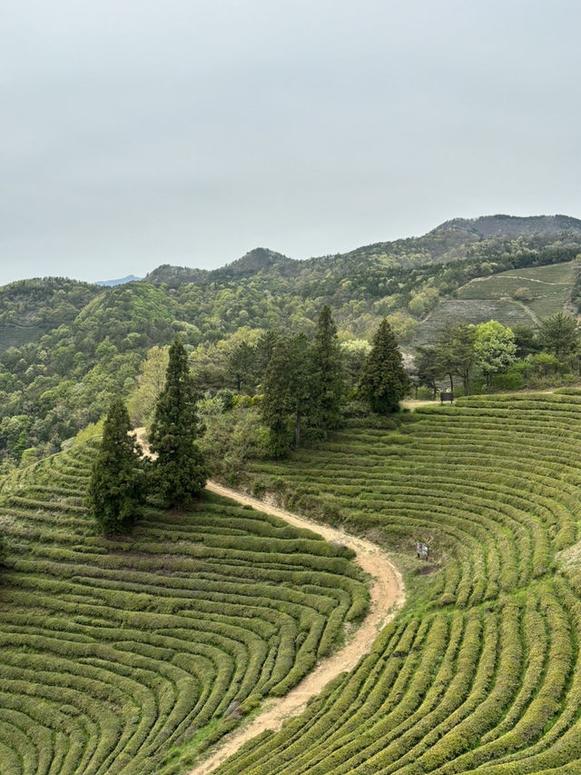 보성 녹차밭