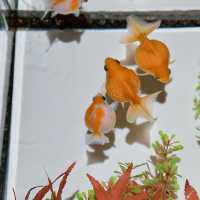 【銀座】季節によって変わる！金魚アート体験🐠