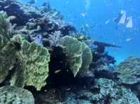 泰國3天2夜船潛之旅，Similan Island 斯米蘭群島海洋國家公園