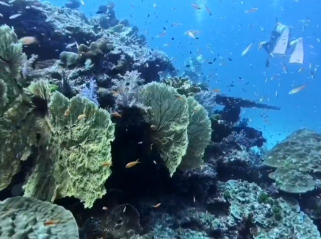 泰國3天2夜船潛之旅，Similan Island 斯米蘭群島海洋國家公園