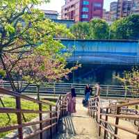 ชมดอกซากุระบานที่สวนเล่อฮวอ(Lohas Park)