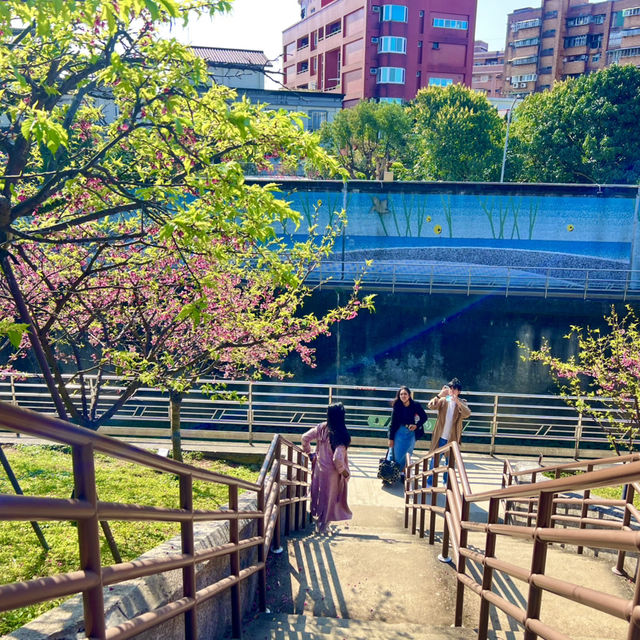 ชมดอกซากุระบานที่สวนเล่อฮวอ(Lohas Park)