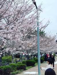 鎮海｜粉紅櫻花交織的軍港節 春日最浪漫的祭典