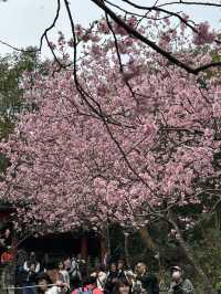 內湖 碧山巖 清風亭 櫻花隧道