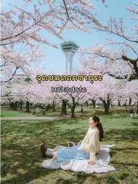 จุดชมซากุระHakodate