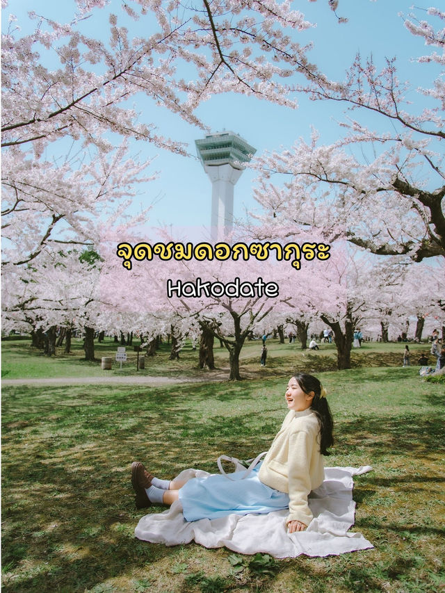 จุดชมซากุระHakodate