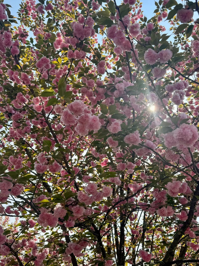 貴安櫻花園：自然與靜謐的春日天堂