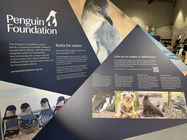 🇦🇺澳洲限定企鵝歸巢奇景🐧