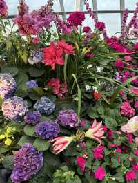 Floral Paradise - Flower Dome Singapore