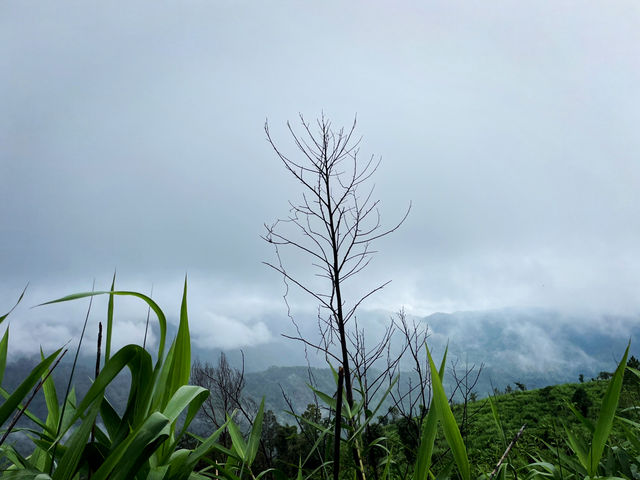 เส้นทางรถไถขึ้นภูสอยดาว 🌳🍃