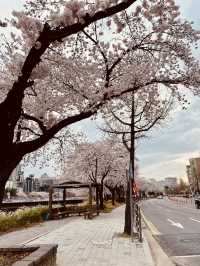 Cherry blossoms in Yurim Park