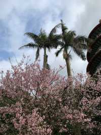 🌸 無極天元真壇：櫻花盛開的靈性之旅 🌸