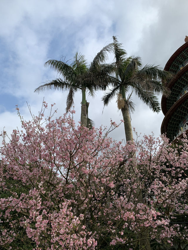 🌸 無極天元真壇：櫻花盛開的靈性之旅 🌸