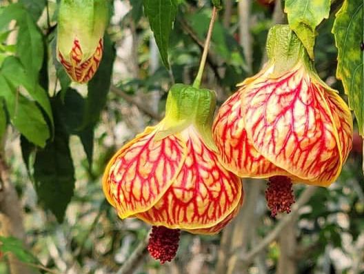 東勢林場是闔家出遊的好去處