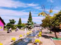 Anseong Farmland Flower Festival Review