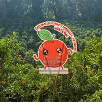 เก็บส้ม🍊 กินส้ม ที่สวนส้มชไมพร เชียงใหม่
