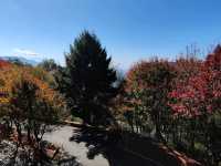 大雪山國家公園賞楓
