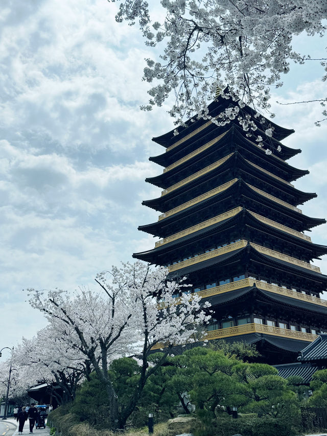 경주가면 가야할 벚꽃여행일정