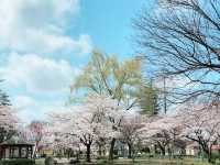 🌸 **清水沼公園櫻花觀賞遊覽分享** 🌸