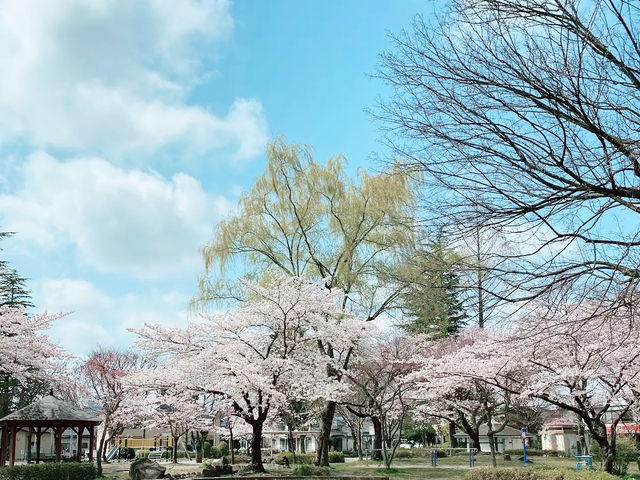 🌸 **清水沼公園櫻花觀賞遊覽分享** 🌸