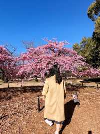 🌸 Sakura Blooming at Yoyogi Park 🌸