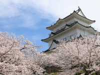 Chasing Sakura at Odawara Castle Park