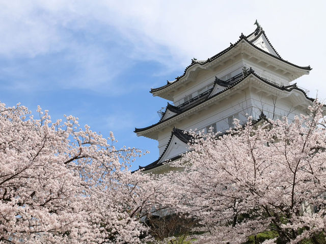 Chasing Sakura at Odawara Castle Park