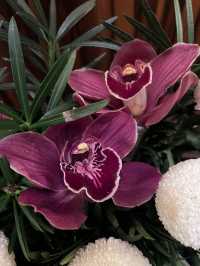Spring Blooms: Orchids and Chrysanthemum