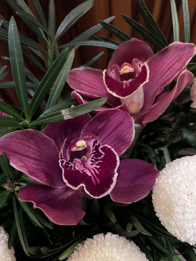 Spring Blooms: Orchids and Chrysanthemum