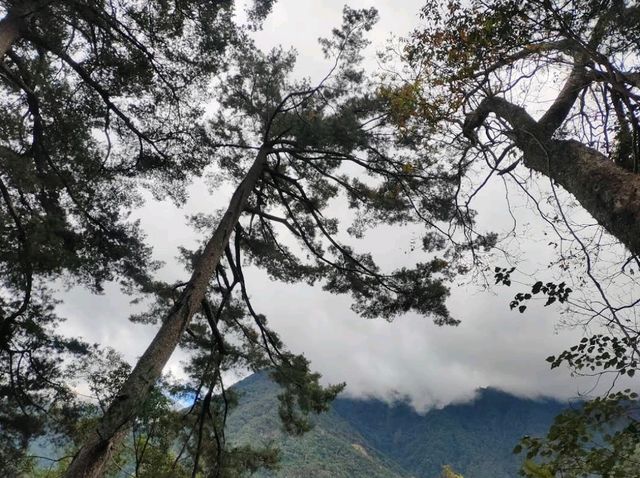 八仙山國家森林遊樂區