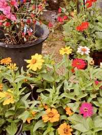 A Cultural Botanical Journey 