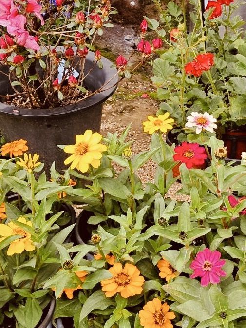 A Cultural Botanical Journey 