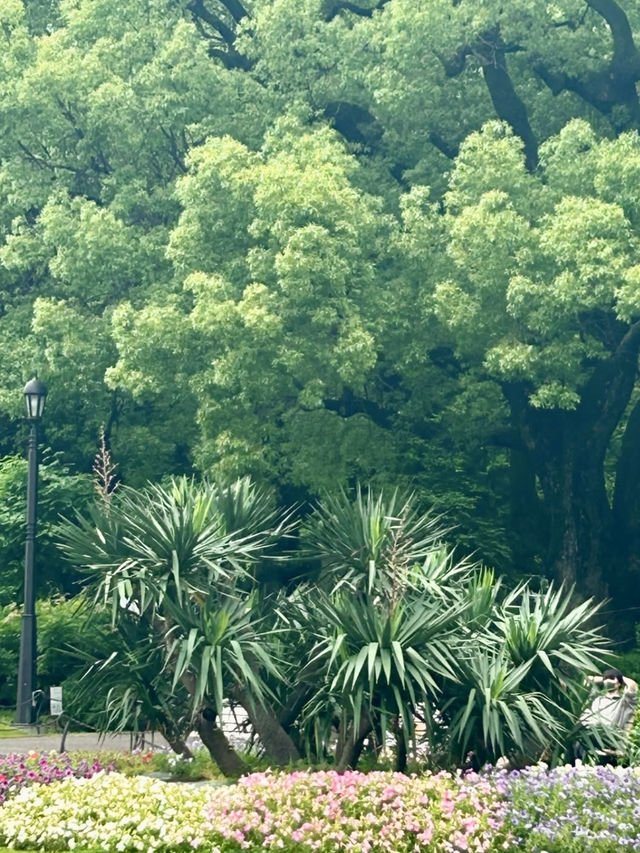 Spring Stroll in Hibiya Park🌼