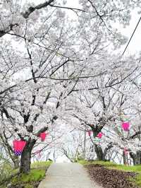 【広島、佐木島】千本桜🌸山いっぱいの美しさ