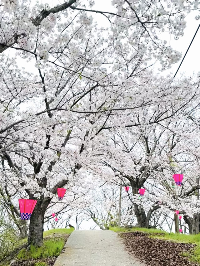 【広島、佐木島】千本桜🌸山いっぱいの美しさ
