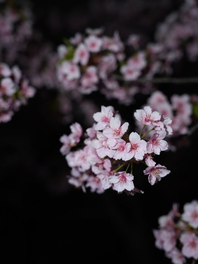 Kyoto | Enjoy the Sakura in full bloom in Kyoto