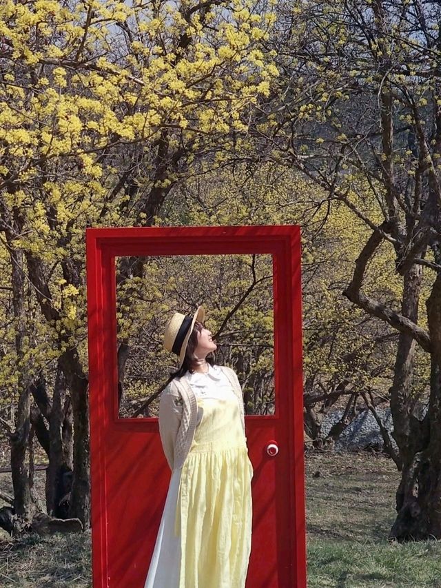 🌼 노란 물결 가득한 이천 산수유축제, 다녀왔어요!