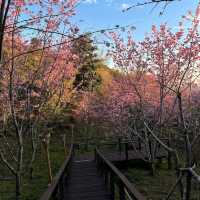 阿里山櫻之道