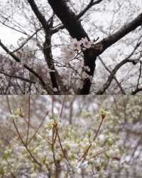 【神奈川】山日記｜桜を見ながらハイキング🥾