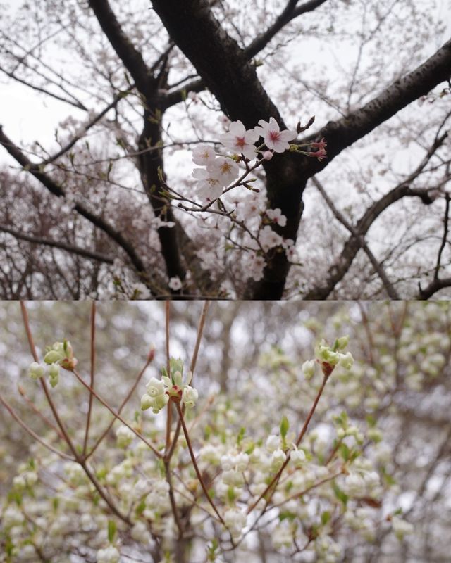 【神奈川】山日記｜桜を見ながらハイキング🥾
